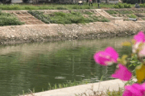 To Lich River after renovation, places are clear and places are still polluted