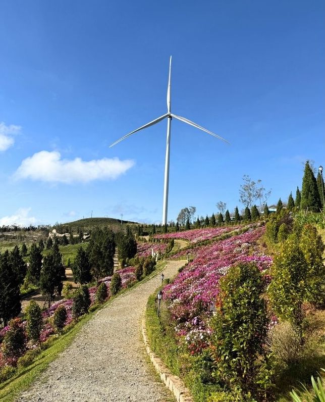 Từ cẩm tú cầu, lavender, đến hoa hướng dương, cúc họa mi... mỗi tháng là một mùa hoa nở, tạo cảm giác luôn mới mẻ khi quay lại Vườn châu Âu. Ảnh: Phương Anh