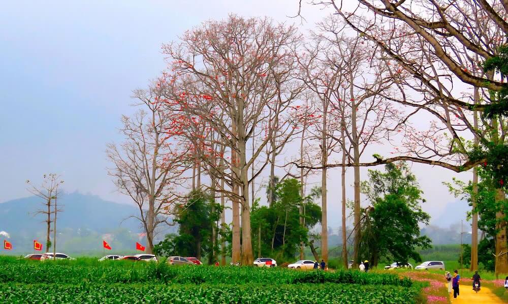 این درخت بلند و چوبی که می‌تواند به ارتفاع ۱۵ تا ۲۰ متر برسد، برای نسل‌های زیادی از مردم محلی به یک «نشانه» آشنا تبدیل شده است. عکس: رانگ دونگ