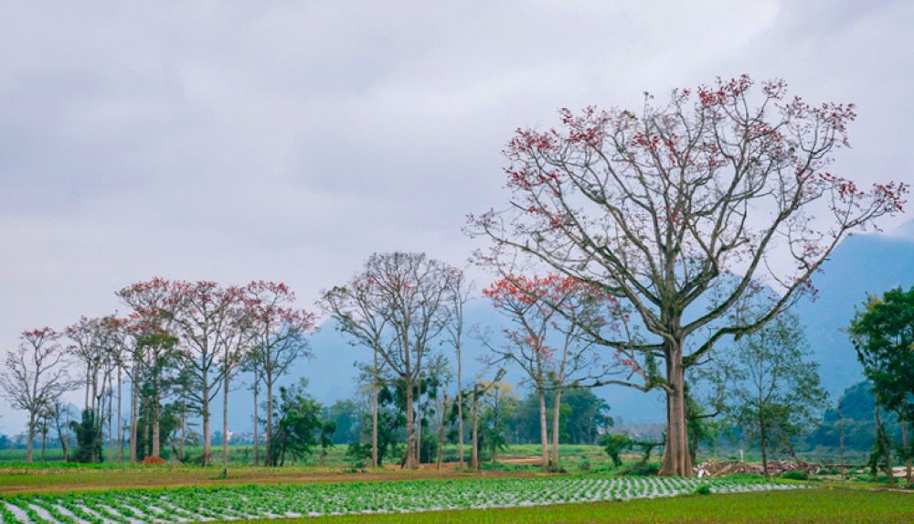 رنگ قرمز پر جنب و جوش گل‌های کاپوک در امتداد جاده‌های روستا امتداد می‌یابد و هر ساله در ماه مارس، جلوه‌ای چشمگیر به حومه شهر نهان هوا می‌بخشد. عکس: رانگ دونگ