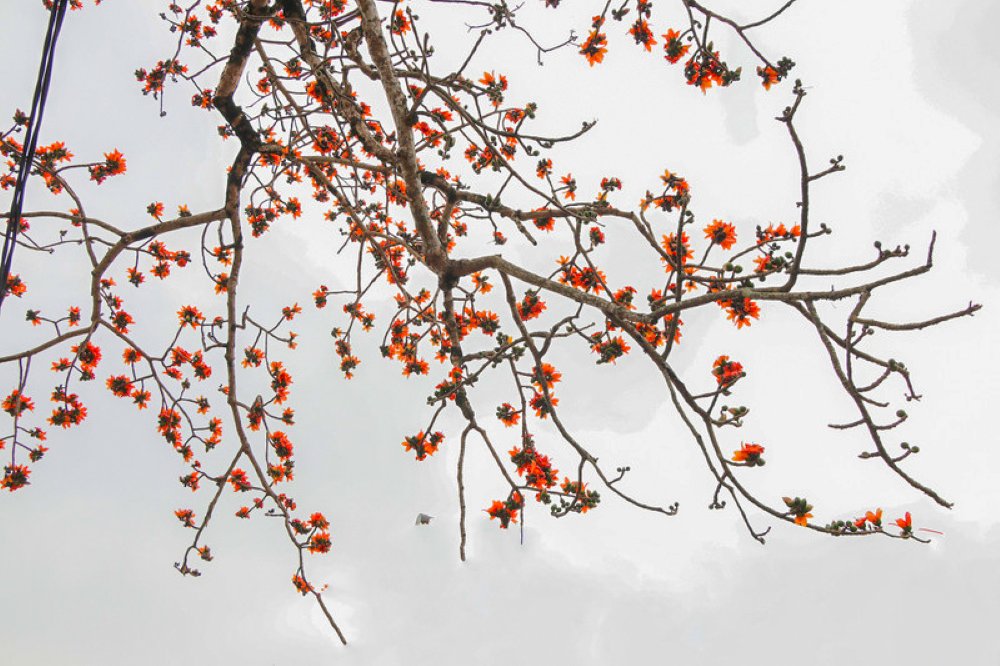 رنگ قرمز پر جنب و جوش گل‌های کاپوک با رنگ سبز مزارع برنج در هم می‌آمیزد و منظره‌ای طبیعی، آرام و سرزنده خلق می‌کند. عکس: رانگ دونگ