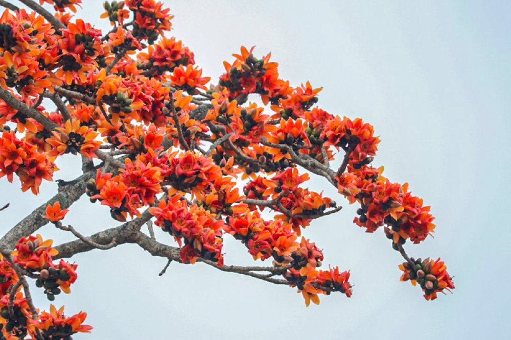 خوشه‌های گل که در امتداد شاخه‌ها کشیده شده‌اند و در زیر نور خورشید می‌درخشند، از دوردست‌ها توجه بازدیدکنندگان را به خود جلب می‌کنند. عکس: رانگ دونگ