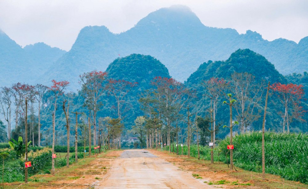 درختان کاپوک باستانی در امتداد رودخانه لام (استان نگه آن) با شکوفه‌های قرمز پر جنب و جوش، در مقابل منظره سرسبز حومه شهر خودنمایی می‌کنند. عکس: رانگ دونگ