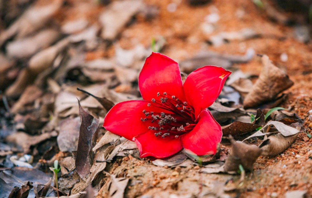 هر گل پنج گلبرگ ضخیم، به رنگ قرمز پر جنب و جوش دارد و قبل از جوانه زدن شاخه‌های جدید، به وفور شکوفا می‌شود و زیبایی بی‌نظیری را در فصل گل کاپوک ایجاد می‌کند. عکس: رانگ دونگ