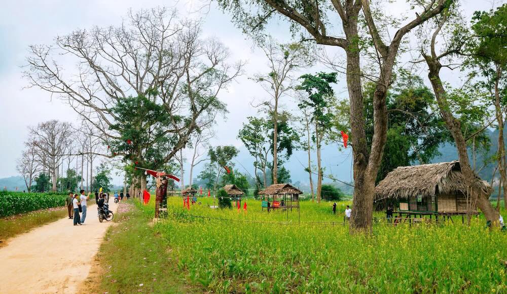 فصل شکوفه دادن درخت کاپوک به یک جاذبه گردشگری جذاب تبدیل شده است و به بیدار کردن پتانسیل گردشگری حومه استان نگ آن کمک می‌کند. عکس: رانگ دونگ