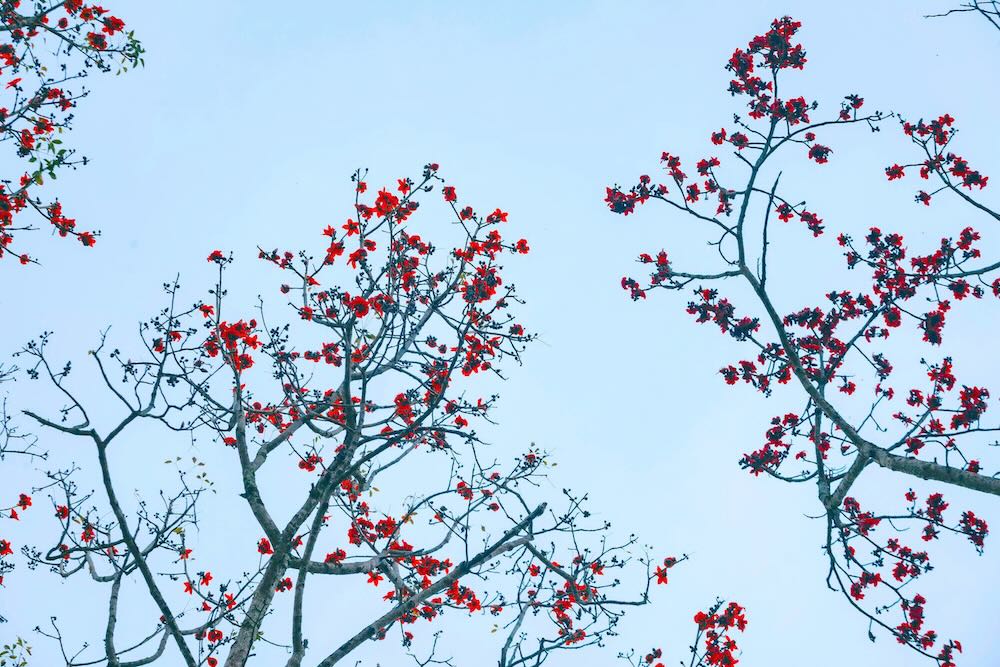 بسیاری از درختان کاپوک در کمون نهان هوا برای دهه‌ها تا قرن‌ها وجود داشته‌اند و هنوز در طول فصول بی‌شمار باران و آفتاب پابرجا مانده‌اند. عکس: رانگ دونگ