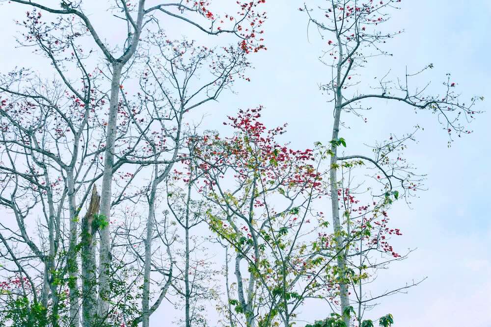 درخت کاپوک وقتی تمام برگ‌هایش می‌ریزد، شکوفه می‌دهد و خوشه‌هایی از گل‌های قرمز پرطراوت، شاخه‌ها را می‌پوشانند، مانند جرقه‌های آتش در آسمان بهاری. عکس: رانگ دونگ