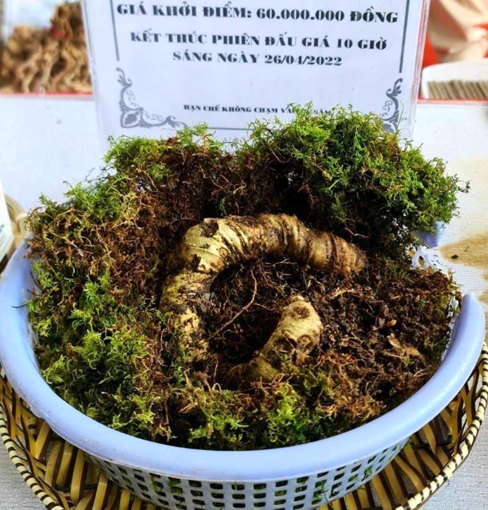 Da Nang invests and researches a system of equipment to serve extraction, cloning, DNA testing and a system of equipment to test the composition of saponin biological active ingredients... to analyze and test the quality of Ngoc Linh ginseng. Photo: Thanh Tuan.