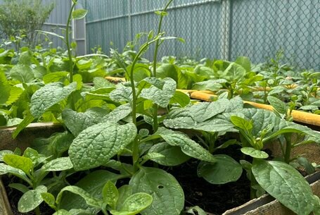 Many people make mistakes when eating water spinach. Photo: Thuy Duong