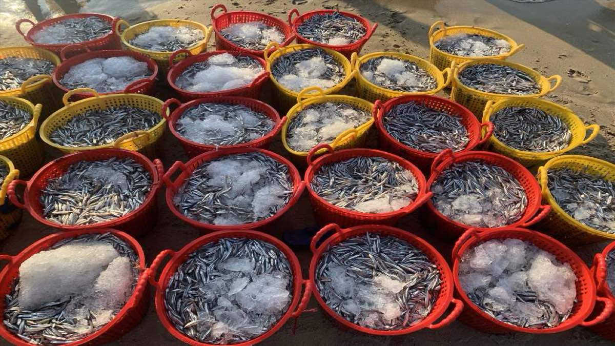 Ngư dân bán hải sản sau chuyến đánh bắt cho các thương lái thu mua. Ảnh: Duy Tuấn 