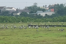 Cientos de cigüeñas raras regresan para buscar comida y refugiarse en Quang Tri. Foto: Hung Tho