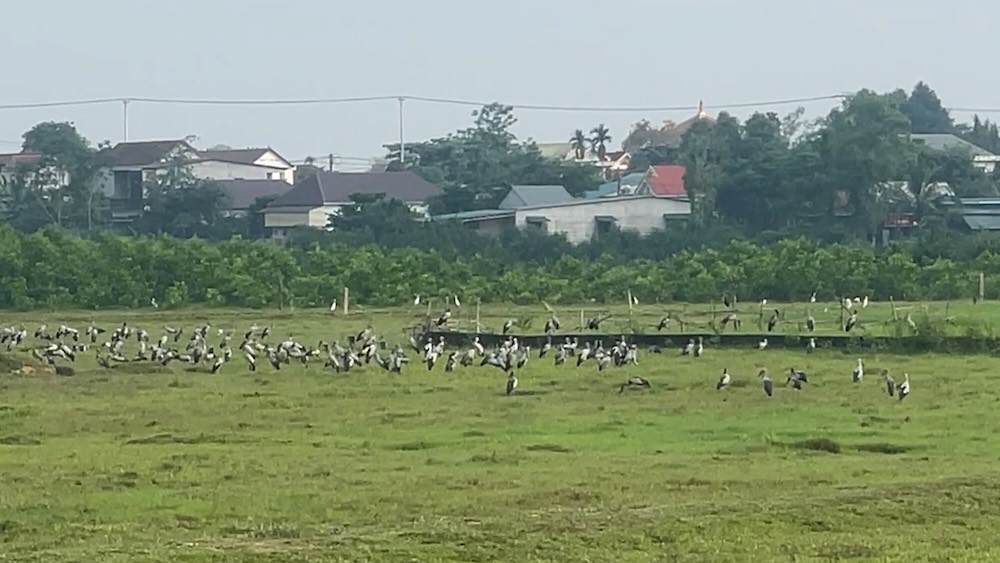 Cientos de cigüeñas raras regresan para buscar comida y refugiarse en Quang Tri. Foto: Hung Tho