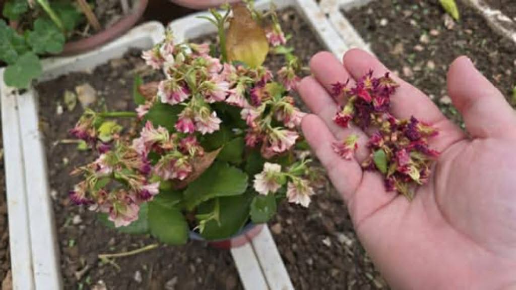 タイムリーな対処法は、花の木を元気に成長させ、枯れを軽減するのに役立ちます。写真:トゥアン・ダット