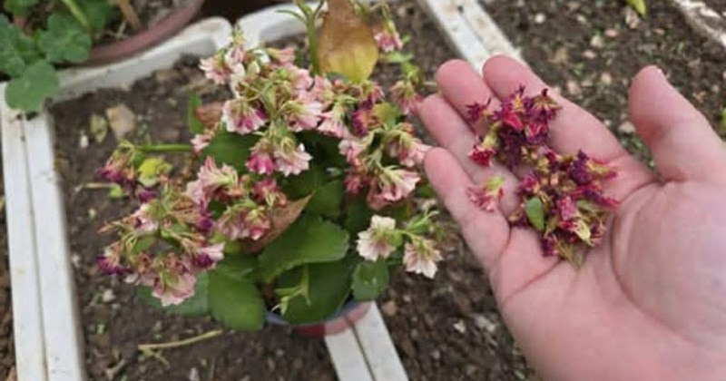 4 cách cứu hoa héo rũ trong mùa hè