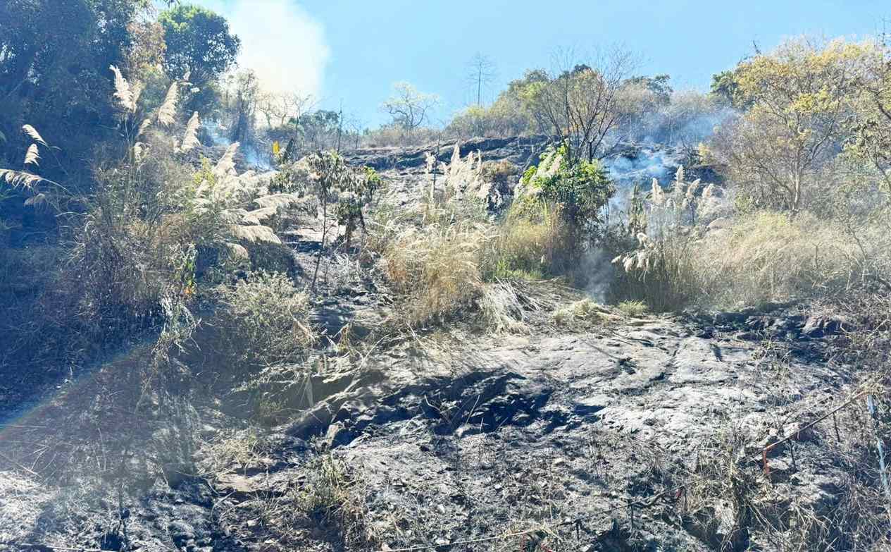 Phần lớn diện tích rừng bị cháy là cây bụi, tre nứa, cây rừng và cỏ lau. Ảnh: Phúc Khánh 