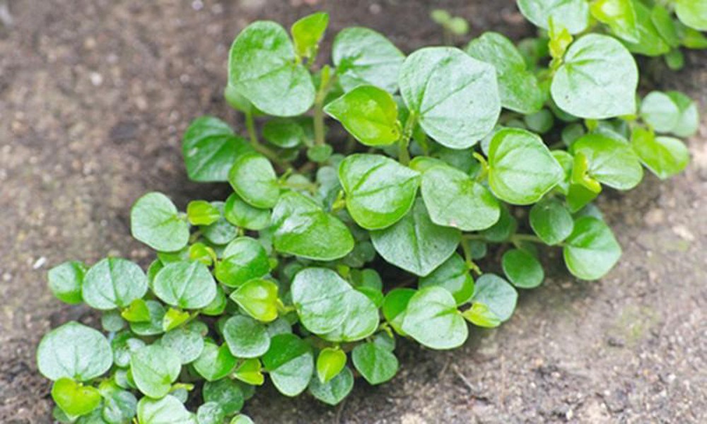 カラシナは素朴な野菜ですが、栄養価が高く、腎臓と肝臓の栄養補給をサポートできます。写真:クアン・ミン