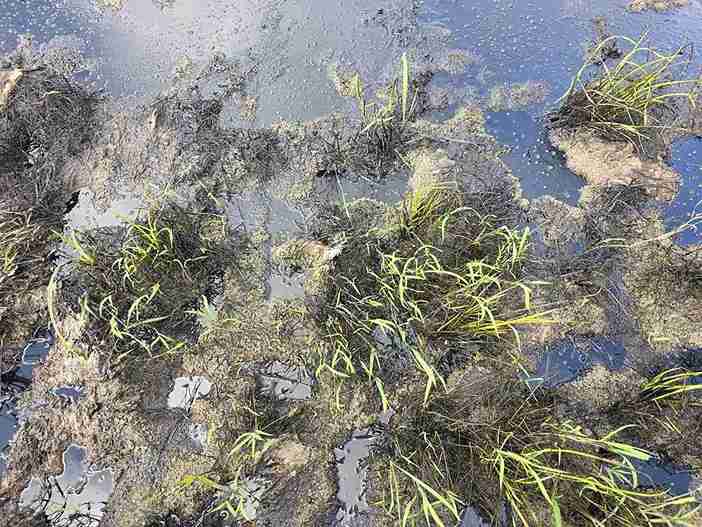 Rice fields of farmers in Dak Lak are flooded with grease near the expressway construction site. Photo: Minh Nguyet