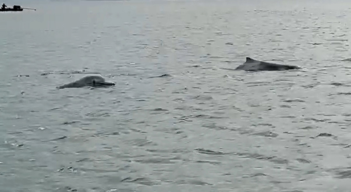 Two dolphins in a herd of 6 dolphins swimming near a fishing boat in the Cai Chien island sea area, Quang Ninh province. Photo: Duong Huy