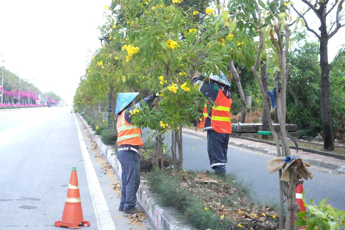 Công nhân đang tỉa nhánh cây hoa chuông vàng trồng trên dải phân cách, để thuận tiện cho việc nhổ di dời. Ảnh: Thành An
