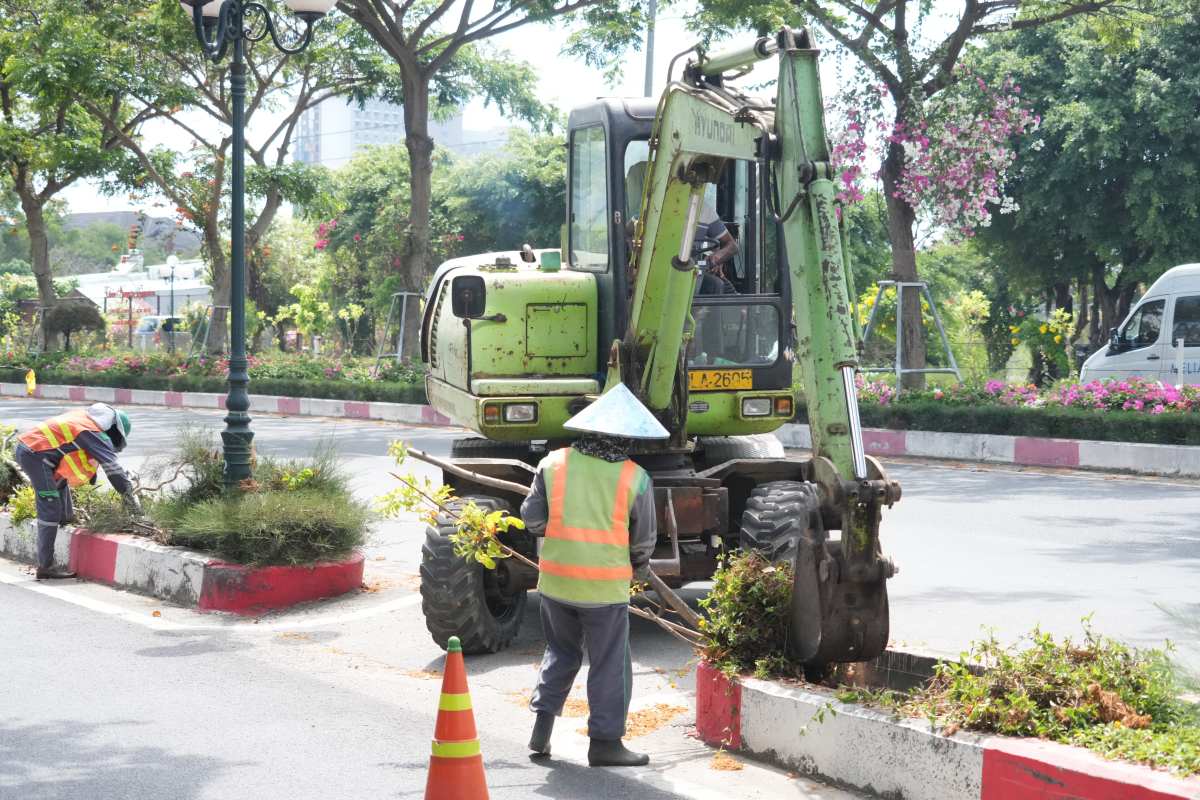 Cây chuông vàng sau khi tỉa gọn, được nhổ lên để tái sử dụng. Ảnh: Thành An