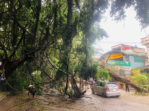 Cây si bị mưa đá quật ngã. Ảnh: QH