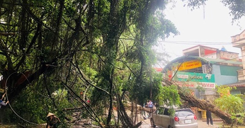 Mưa lớn quật ngã cây cối ở Đền Hùng