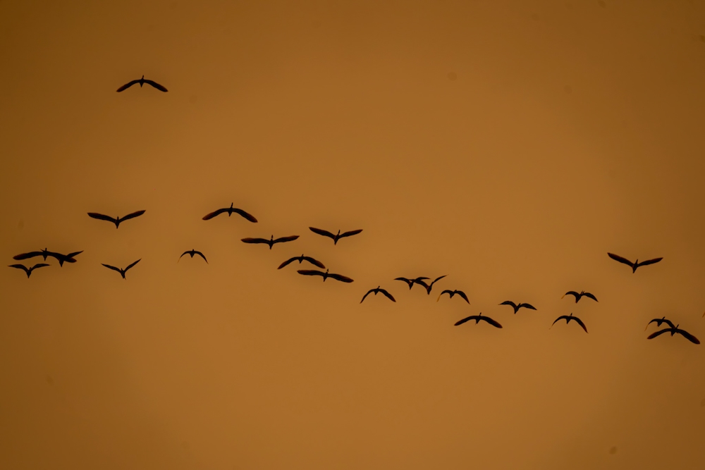 Đàn chim bay ngang bầu trời chiều, tạo nên khung cảnh tự nhiên hài hòa giữa đô thị và sinh thái.