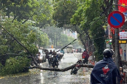 Fuertes lluvias en Hanoi, árboles arrancados de raíz caen sobre motociclistas. Foto: Hoang Le