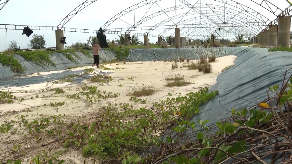 Những hồ nuôi tôm được đầu tư hàng tỉ đồng nhưng phải bỏ hoang vì lỗ nặng. Ảnh: Công Thành