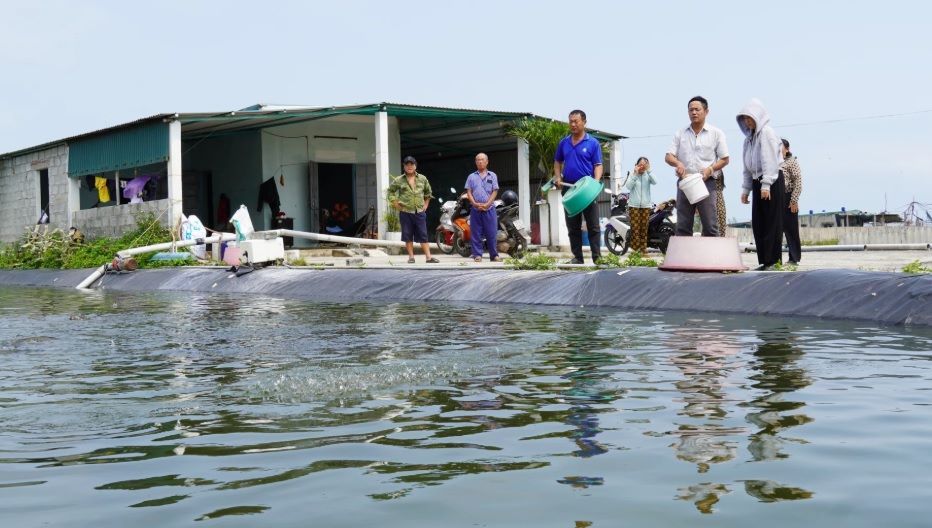 Nhiều gia đình tại xã Ninh Châu đã chuyển sang nuôi cá lóc với mong muốn cải thiện kinh tế, tuy nhiên vẫn gặp nhiều khó khăn. Ảnh: Công Thành