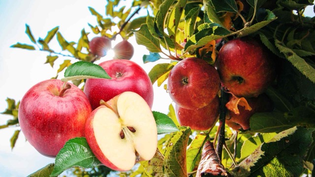 Apples combined with warm water to drink in the morning can support the process of detoxification, helping the liver function more effectively. Graphic photo: Huong Son