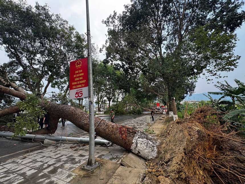 Cây lớn bật gốc, chắn ngang đường, gây gián đoạn giao thông trên tuyến Tỉnh lộ 174. Ảnh: Công an phường Trung Tâm