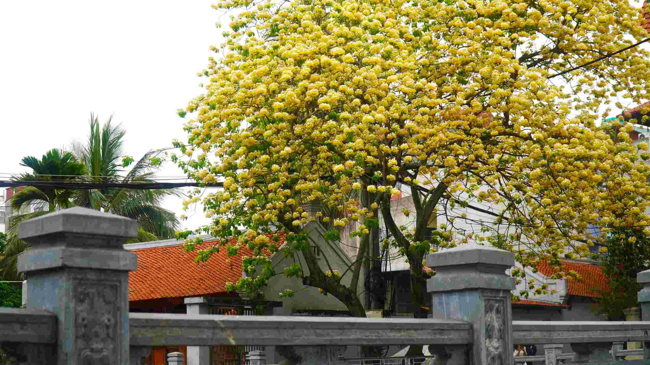 Hoa bún trở thành điểm nhấn thu hút trên nhiều tuyến phố. Ảnh: Minh Vũ