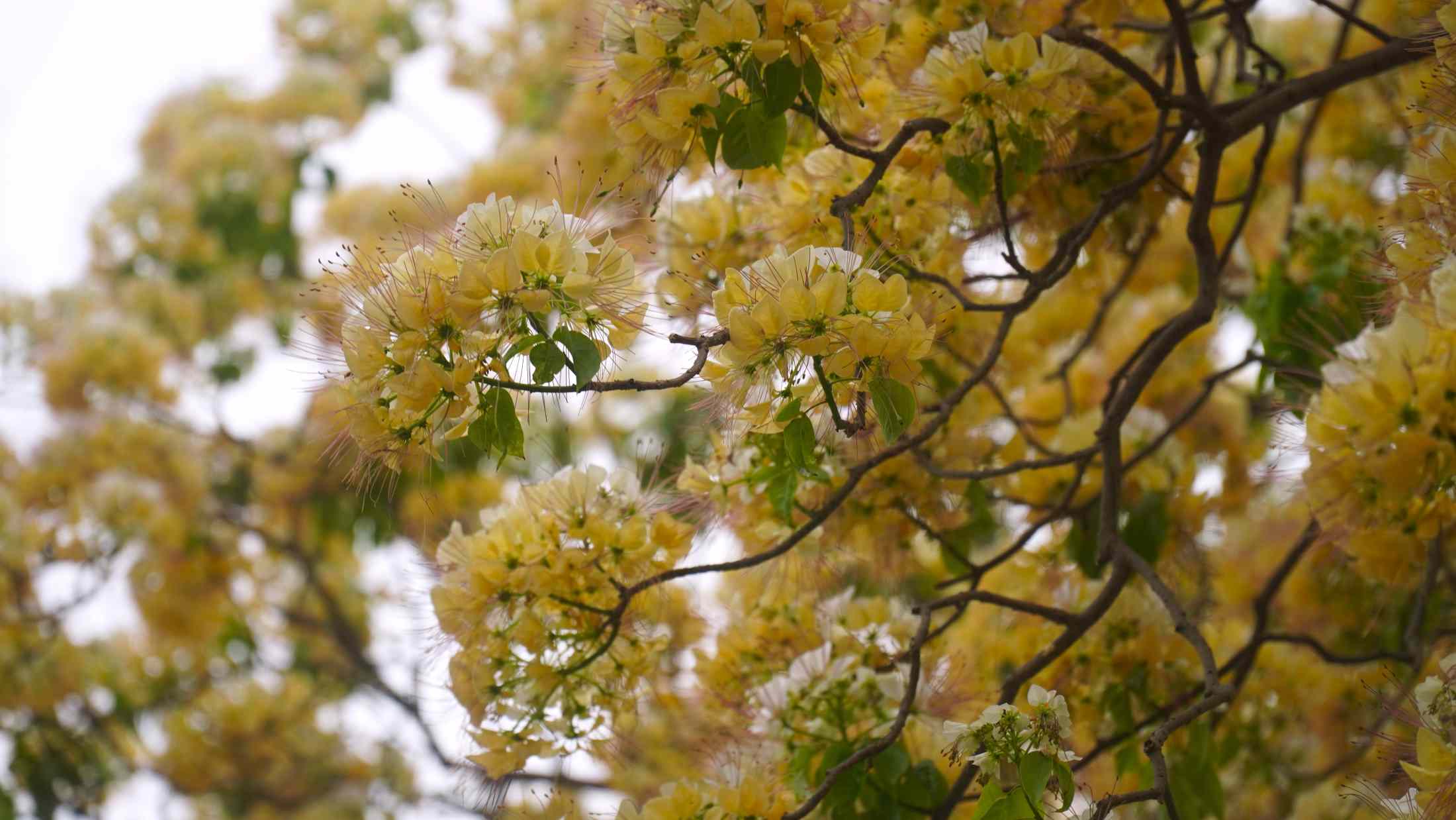 Hoa bún nở đúng dịp thời tiết đẹp. Ảnh: Minh Vũ