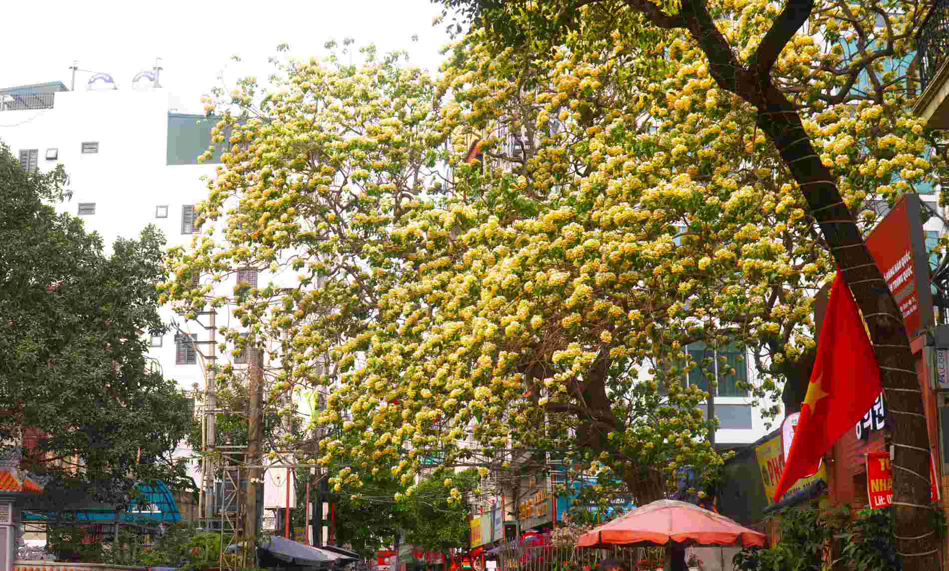 Cây hoa bún bung nở vàng rực giữa đường phố Đình Thôn, phường Từ Liêm, Hà Nội. Theo người dân sinh sống tại đây, cây hoa bún của khu phố đã có tuổi đời hơn 300 năm.