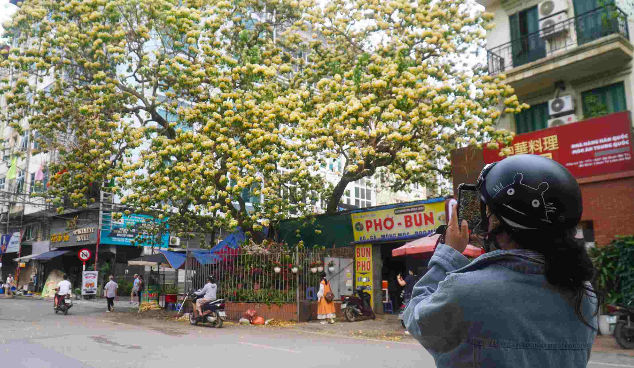 Bạn Lương Quỳnh Hương đã di chuyển từ Cầu Giấy sang đây để kịp ghi lại những khoảnh khắc đẹp nhất của mùa hoa năm nay.