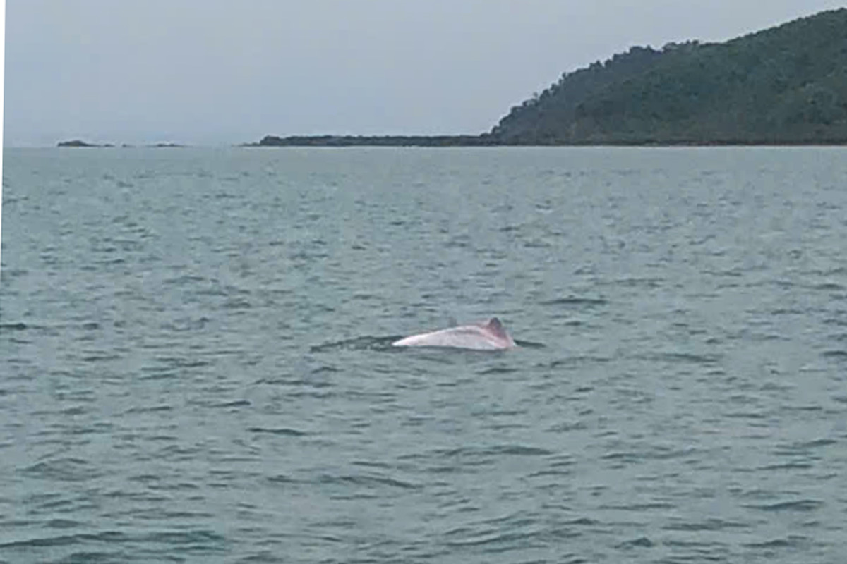 Delfines apareciendo en la zona marítima de la isla de Cai Chien. Foto: Dinh Hung