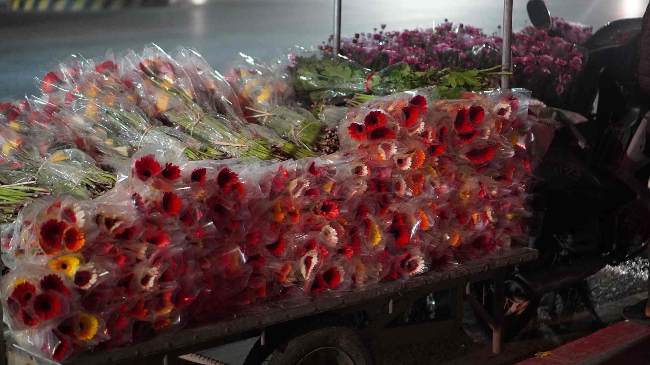 Sắc đỏ, cam, vàng của hoa đồng tiền tượng trưng cho tài lộc, may mắn. Ảnh: Minh Vũ