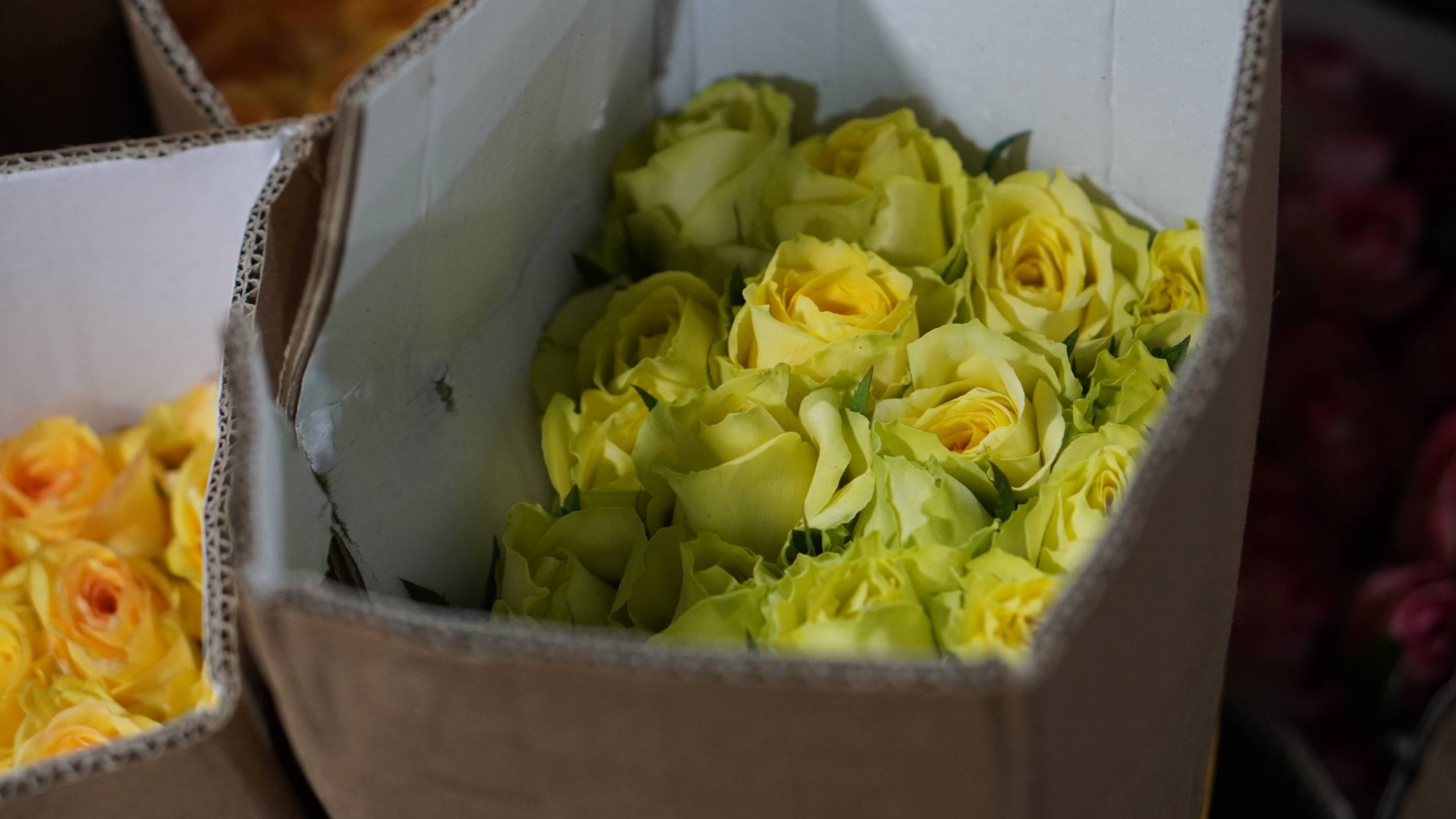 ắc trắng, vàng, hồng của hoa hồng mang ý nghĩa thanh cao, thịnh vượng trong ngày lễ. Ảnh: Minh Vũ