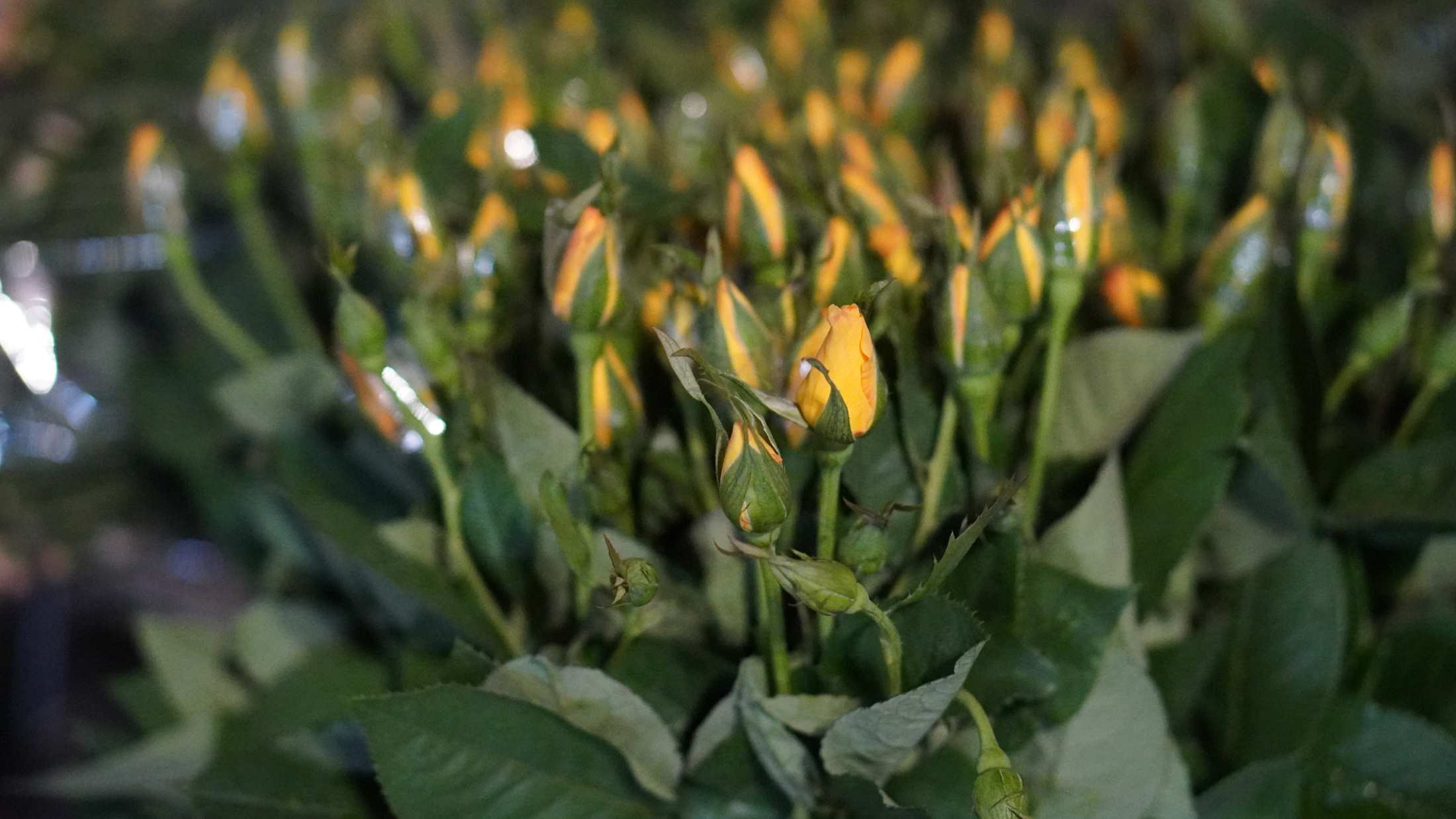 Hoa hồng neo được tiểu thương giới thiệu là giữ độ bền lâu, phù hợp cho các dịp lễ quan trọng. Ảnh: Minh Vũ