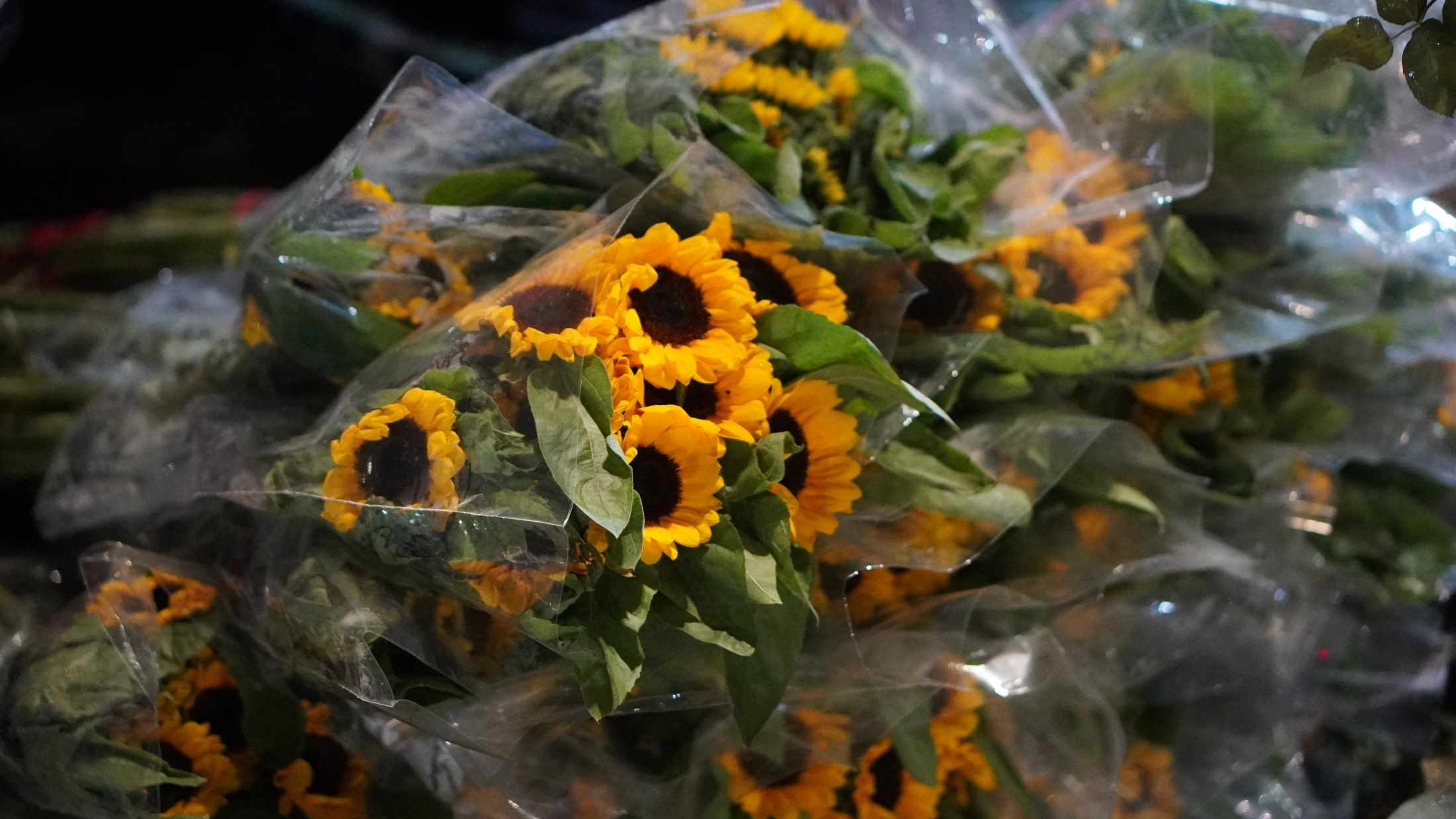 Hoa đồng tiền là một trong những mặt hàng có giá “mềm” tại chợ hoa đêm. Ảnh: Minh Vũ