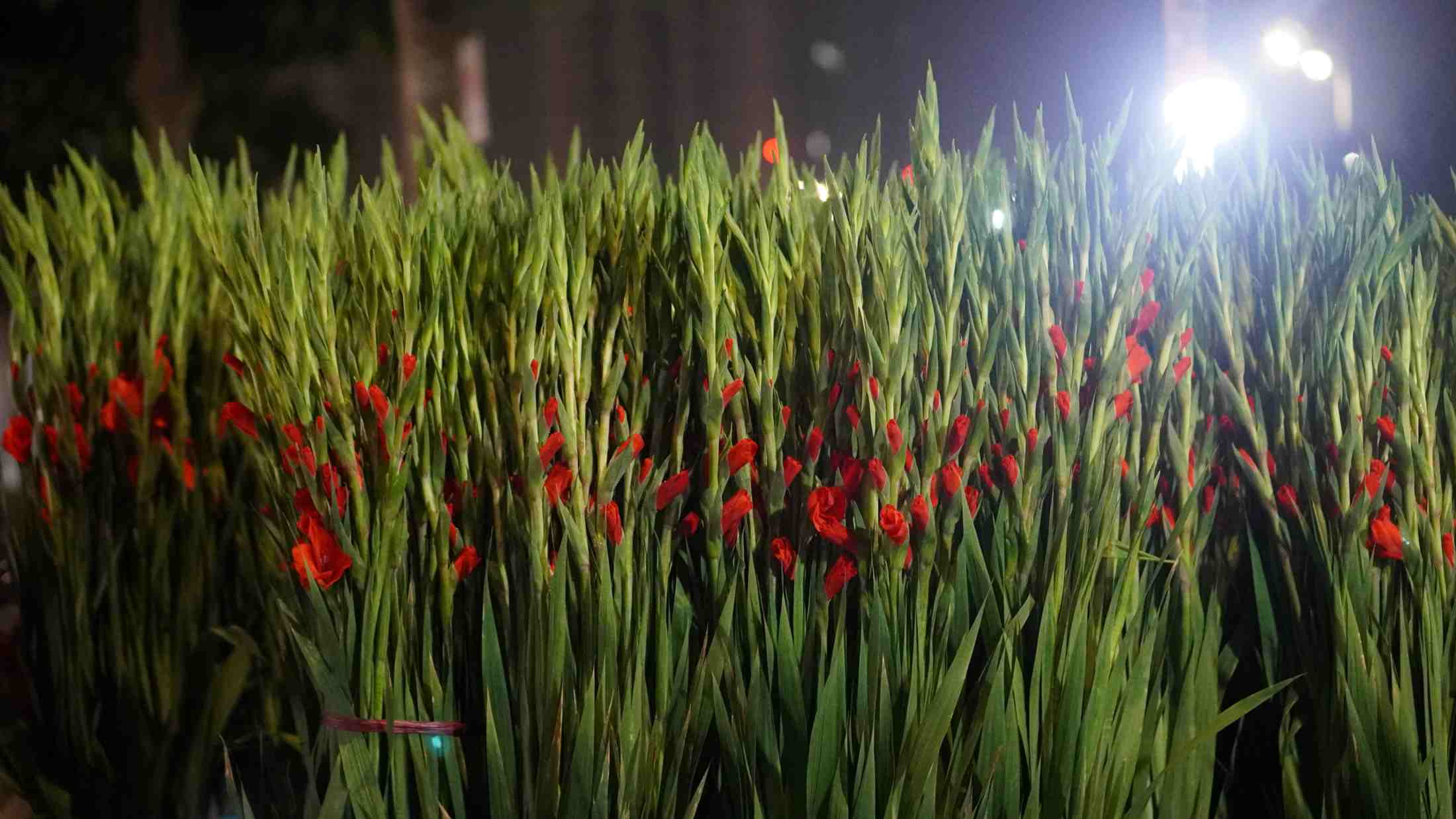 Hoa lay ơn thân cao, bông xếp dọc tạo vẻ trang trọng cho bình hoa thờ. Ảnh: Minh Vũ