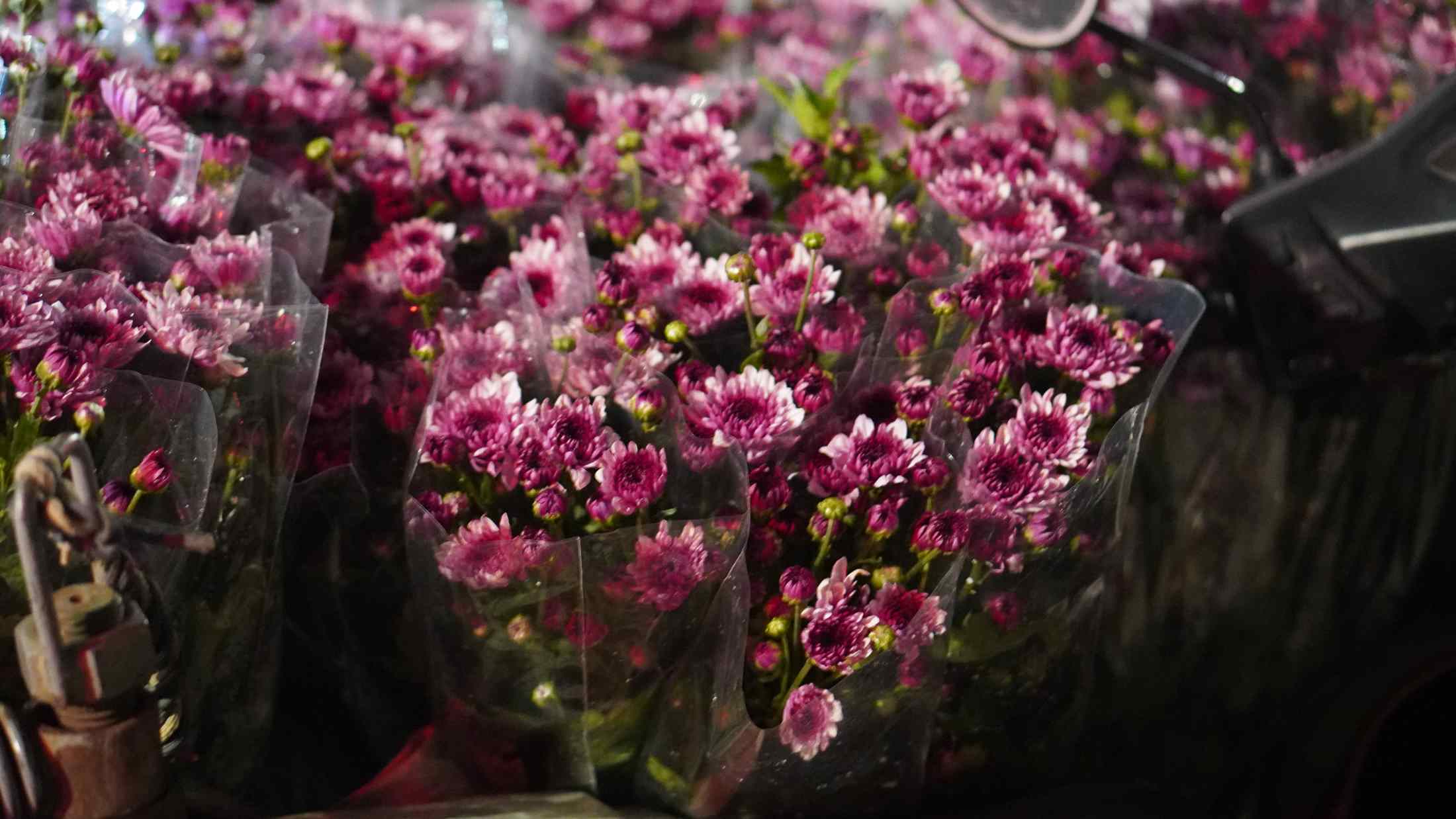 Những cành thạch bích tươi rói, mang vẻ đẹp nhẹ nhàng giữa khu chợ đêm. Ảnh: Minh Vũ