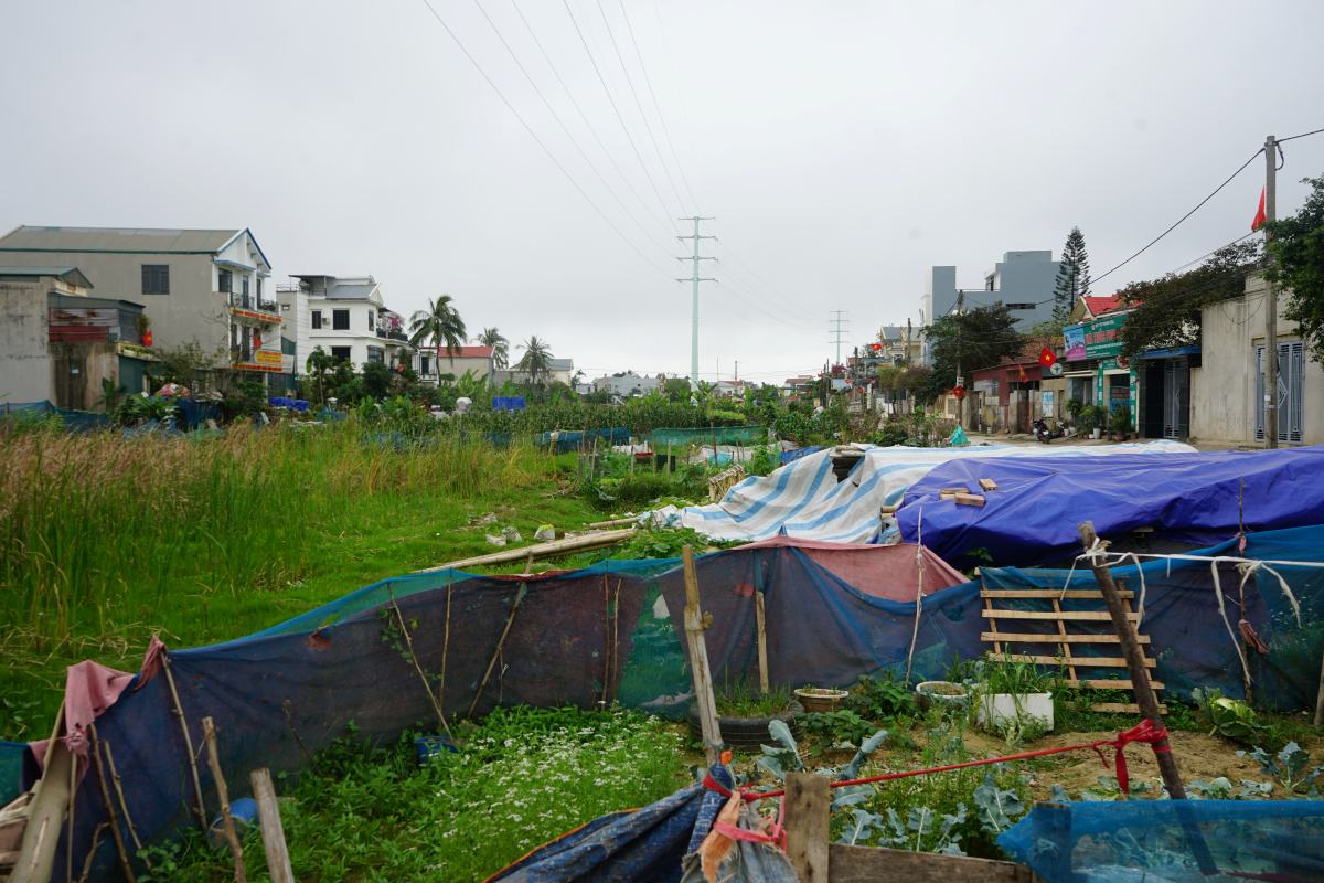 Đường ven biển (đoạn qua phường Sầm Sơn, tỉnh Thanh Hóa) “án binh bất động“, trở thành bãi cỏ hoang, người dân tận dụng để trồng rau màu. Ảnh: Quách Du