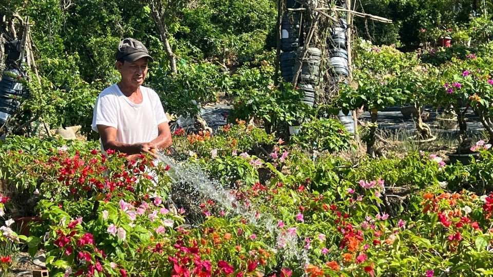 Nông dân chăm sóc hoa giấy sau Tết, chuẩn bị cho chu kỳ sản xuất mới. Ảnh: Hoàng Lộc