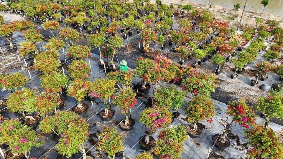 The area of paper flower cultivation in Vinh Thanh commune is currently maintained at about 50 hectares. Photo: Hoang Loc