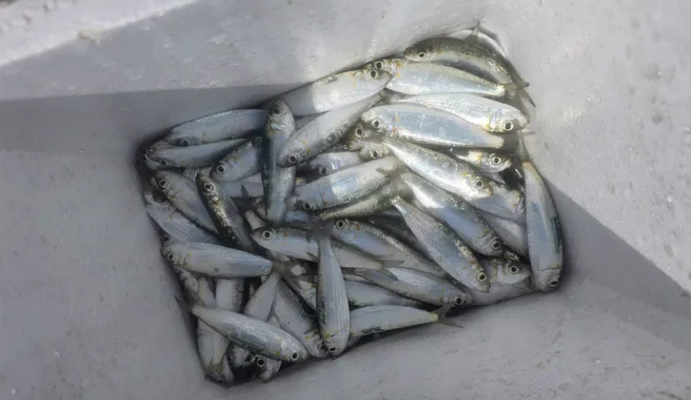 Functional agencies are verifying the incident of thousands of dead herring fish drifting ashore. Photo: Huu Long