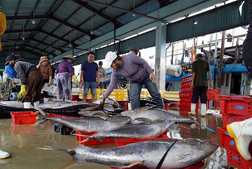 Một số tàu cá cũng khai thác được nhiều cá ngừ đại dương trong những ngày đầu năm mới. Ảnh: Viên Nguyễn