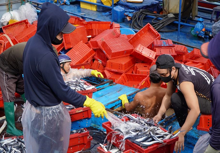 Cá chuồn được rửa sơ, trước khi bỏ vào thùng đá đưa đi tiêu thụ. Ảnh: Viên Nguyễn