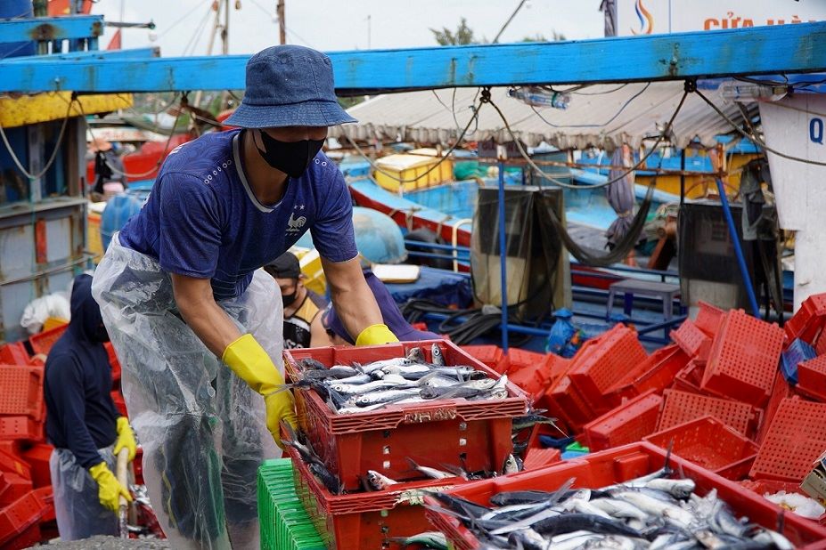 Quang Ngai fishermen have a bumper catch of flying fish in the first days of the new year. Photo: Vien Nguyen